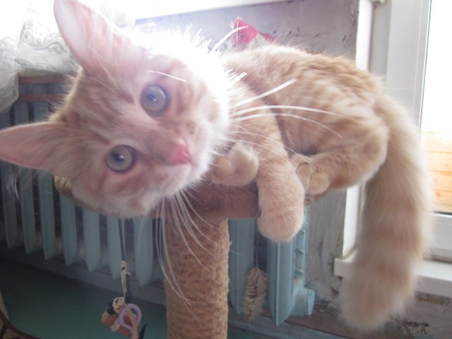 Живность из сети