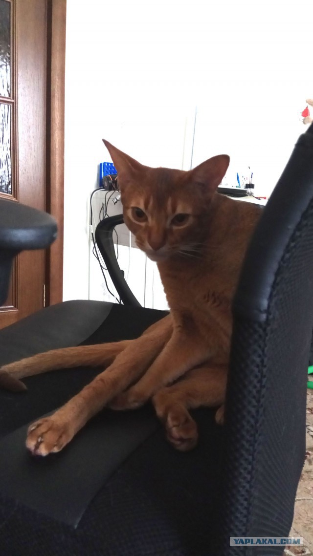 Котовторник  01.05.2018
