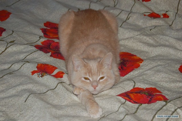 Ура, котовторник! (01.07.2008)