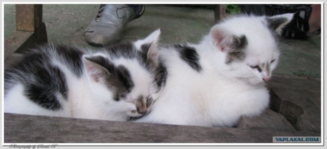 Котовторник на ЯПлакалъ