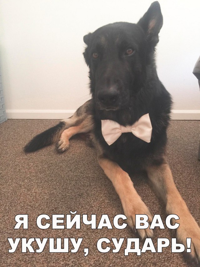 Прикольные картинки абавсём