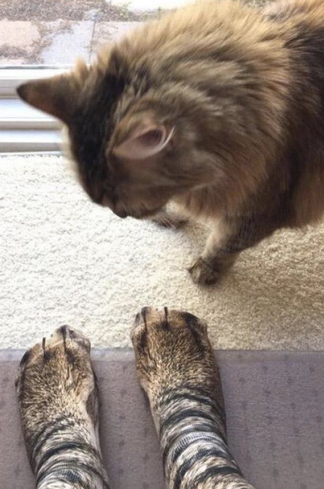 Прикольных котов пост