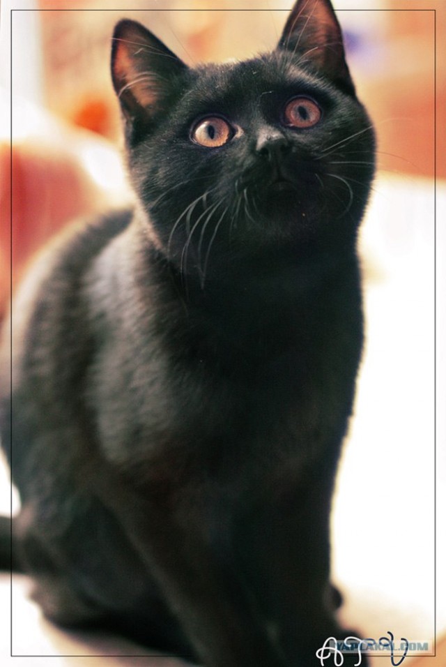 Котовторник