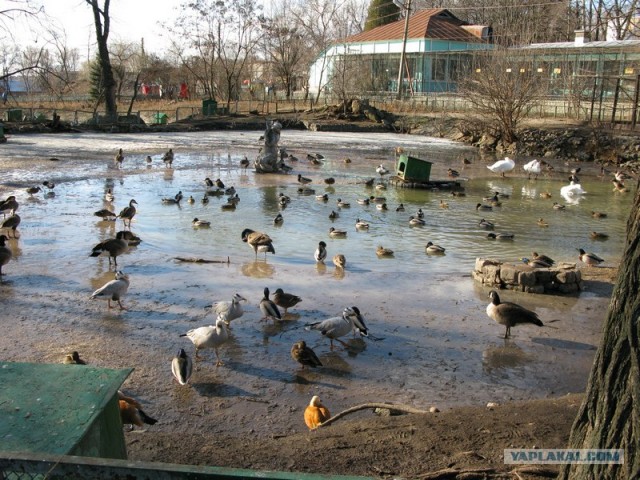Зоопарк в Ростове-на-Дону