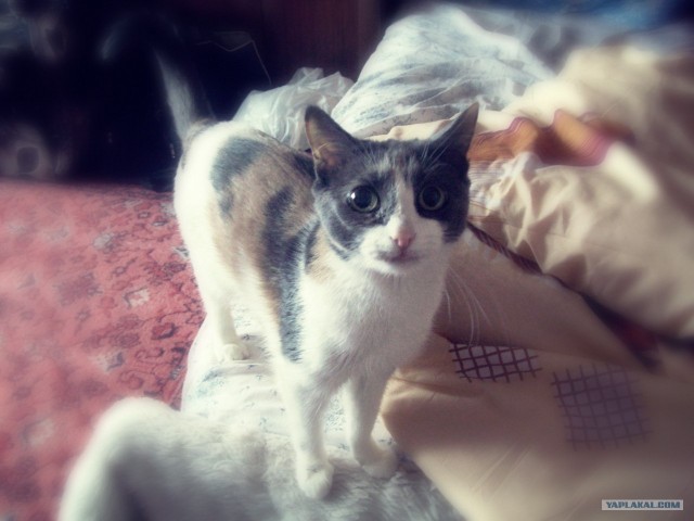 Котовторник, для любителей кошек