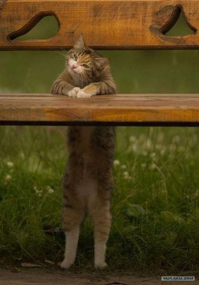 Котовторник объявляется открытым!