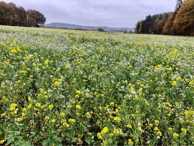 Кулинарная сказка