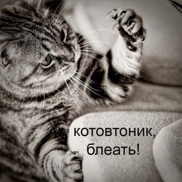 Профессиональный котовторник
