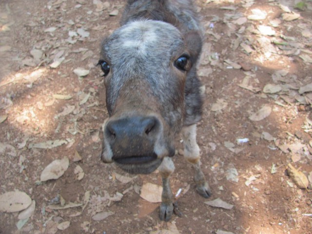 Живность из сети