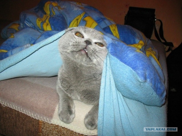 Котовторник! 08.11.11