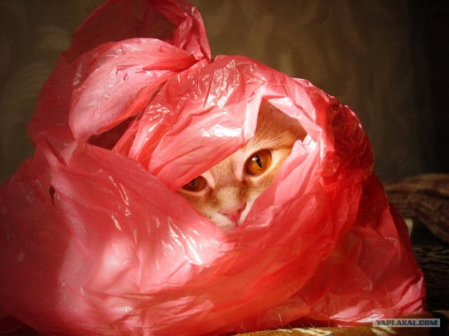 Кошкин дом.