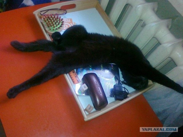 Котовторник! 13.03.2012