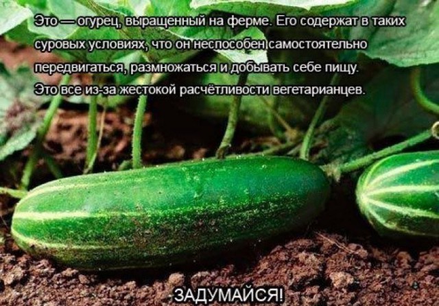О веганах