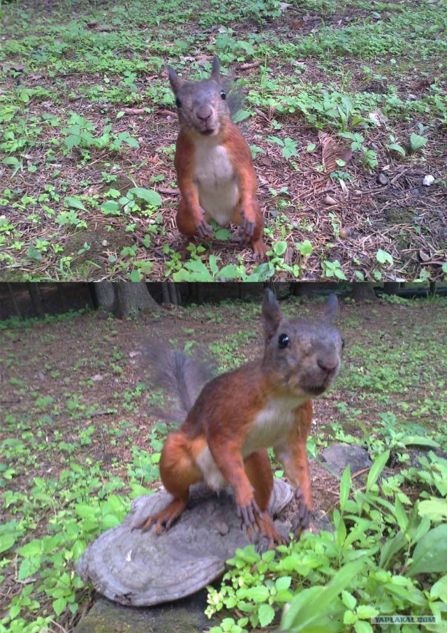 Белки бывают разные