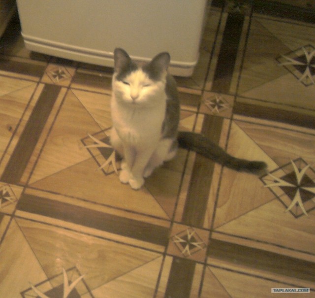 Котовторник 1 мая 2012