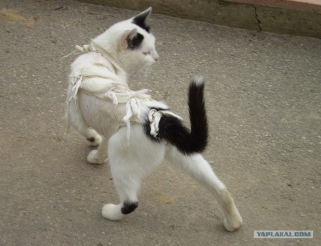 Котовторник на 26.06.12