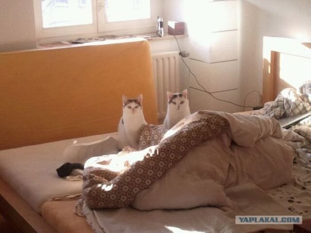 Котовторник  16.10.12