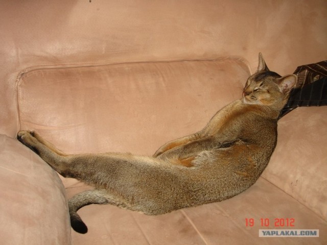 Котовторник 30.10.2012