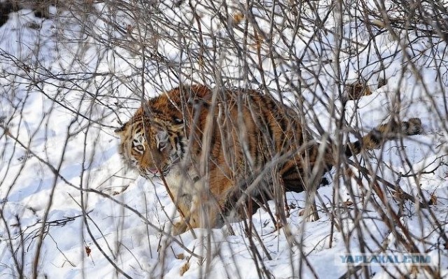 Молодые тигрицы Приморского сафари-парка