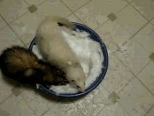 "Прогулка" по снегу