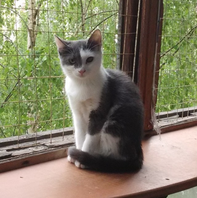 Забавные фото котеек