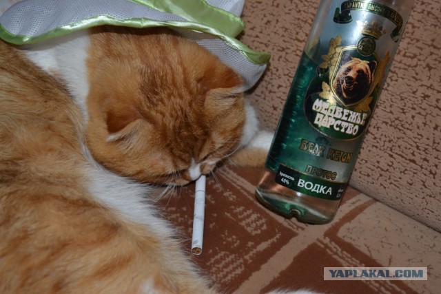 Начнем котоФторник?