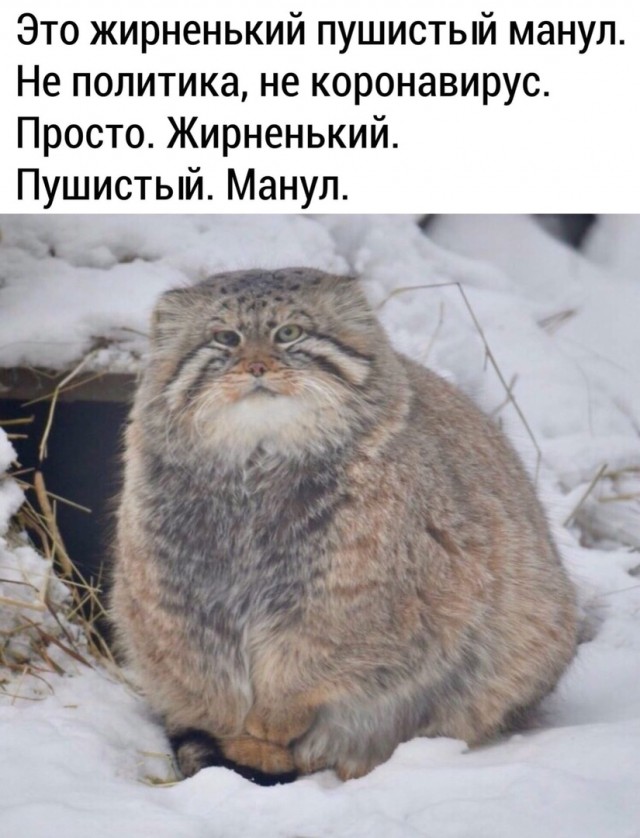 Картинки кость пушистая