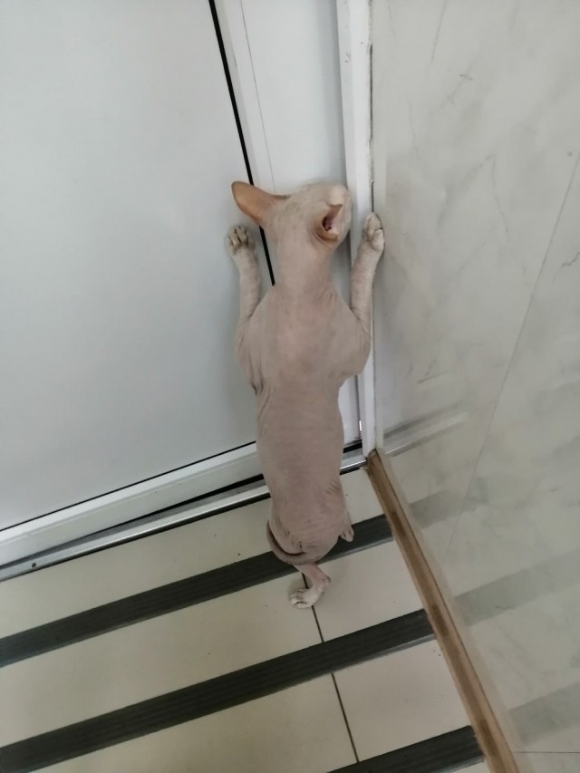 Эти забавные животные