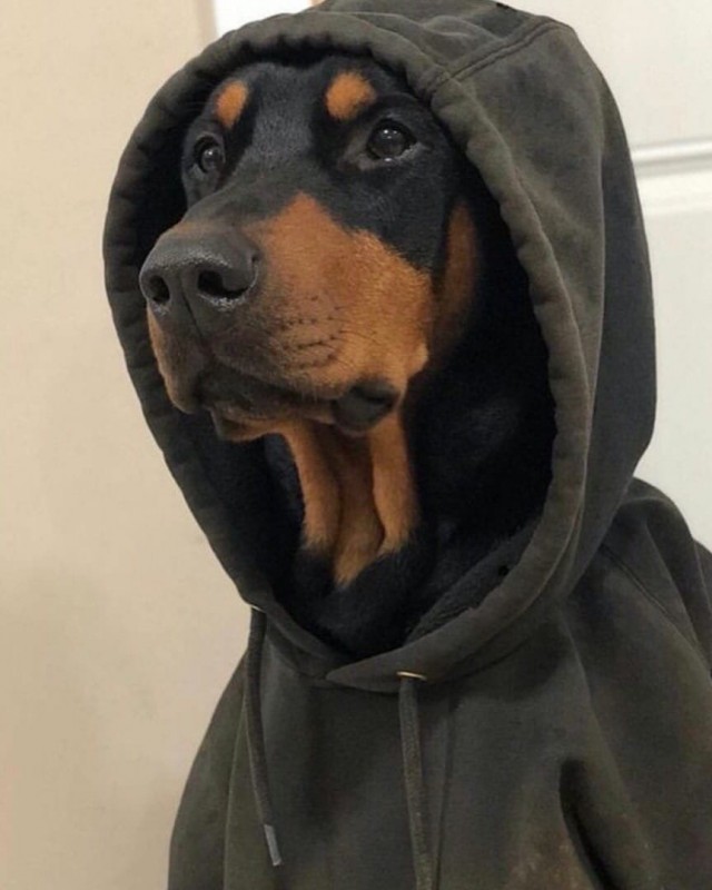 Эти забавные животные