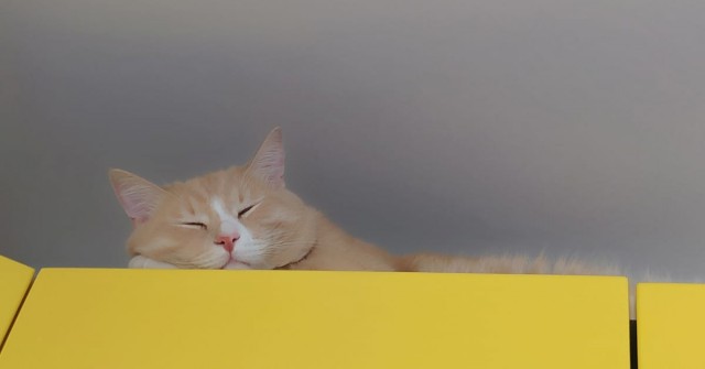 Котовторник 13.10.2020