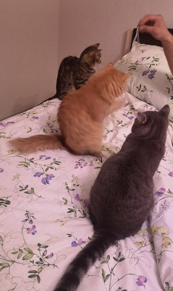 Котовторник 20.10.20