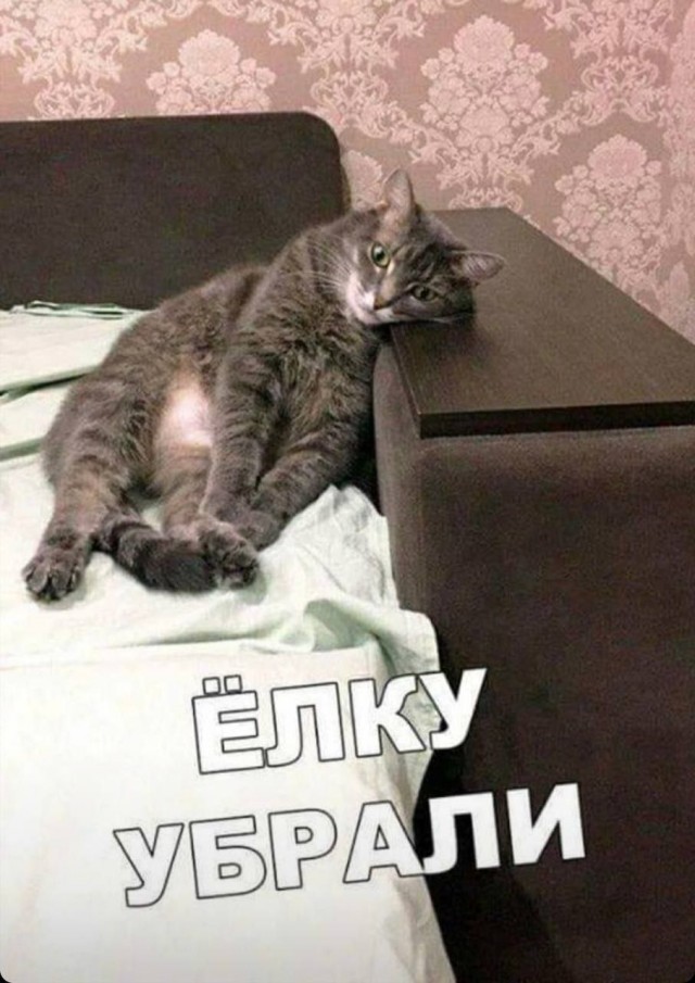 Картинки с надписями и котами
