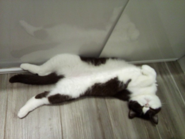 Котовторнику быть!