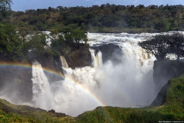 Уганда: самая настоящая Африка с гориллами и носорогами!