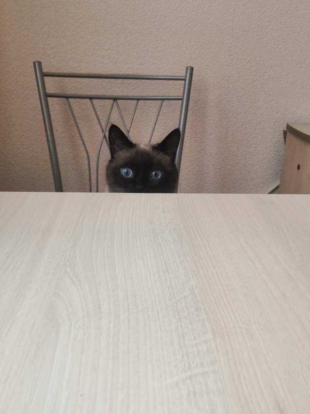 Котовторник же!