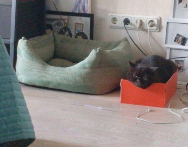 Подборка всякой живности