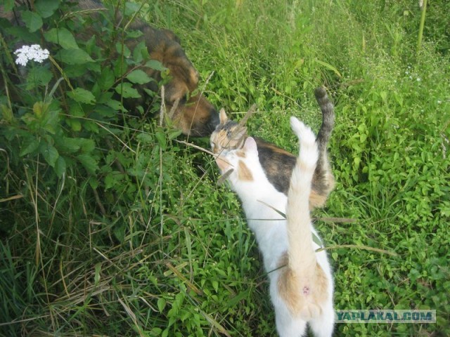 Жизнь домашнего приюта для котеек 353