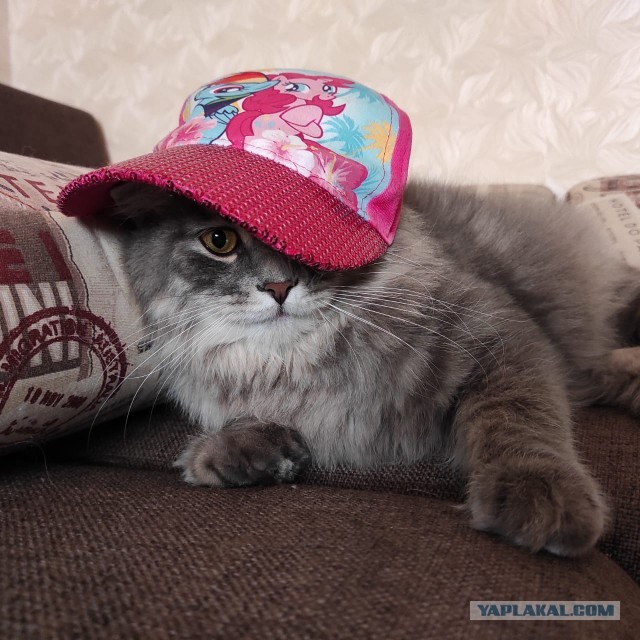 Всемирный день кошек
