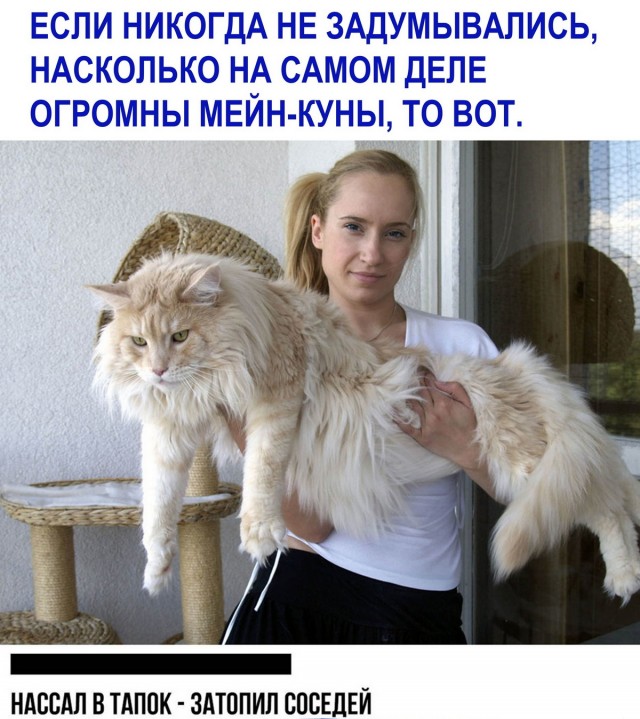 Кретинизмы из сети 29.08.2021