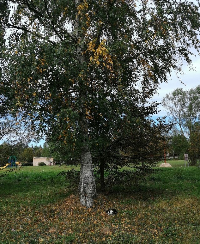 Котовторник 14.09.2021