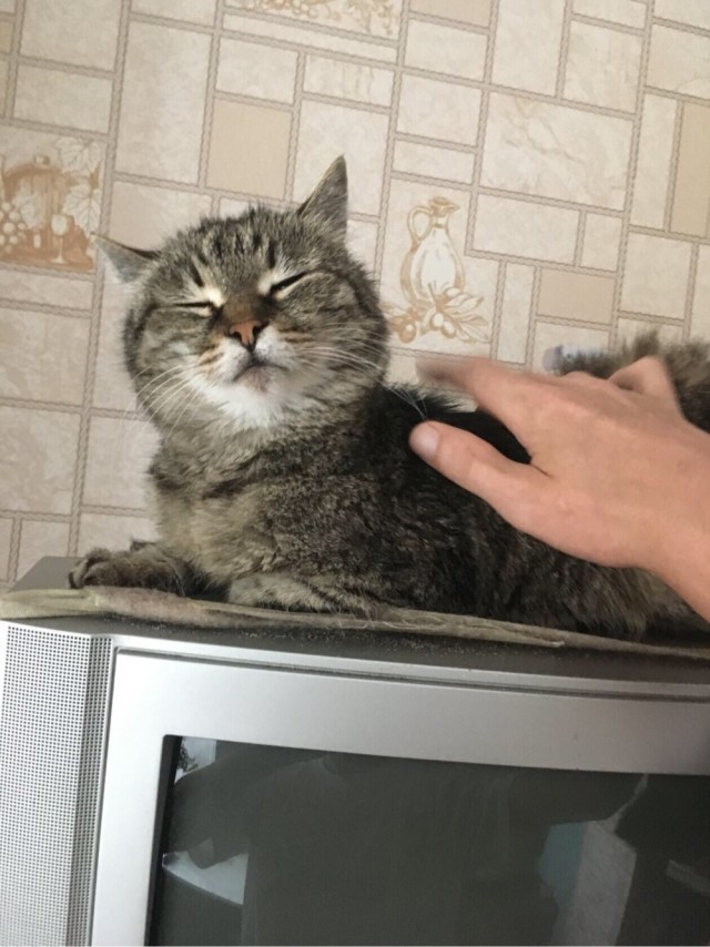 Котовторнику быть