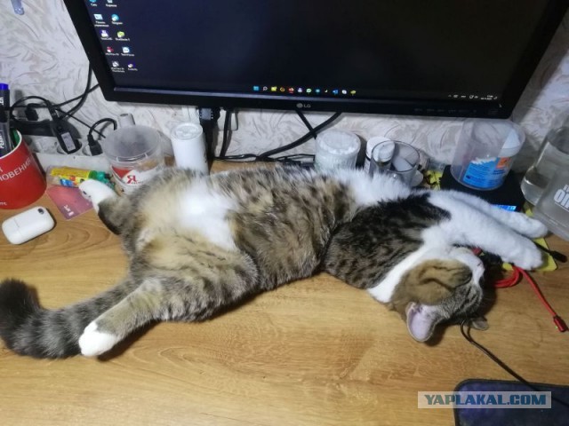 Котовторнику быть