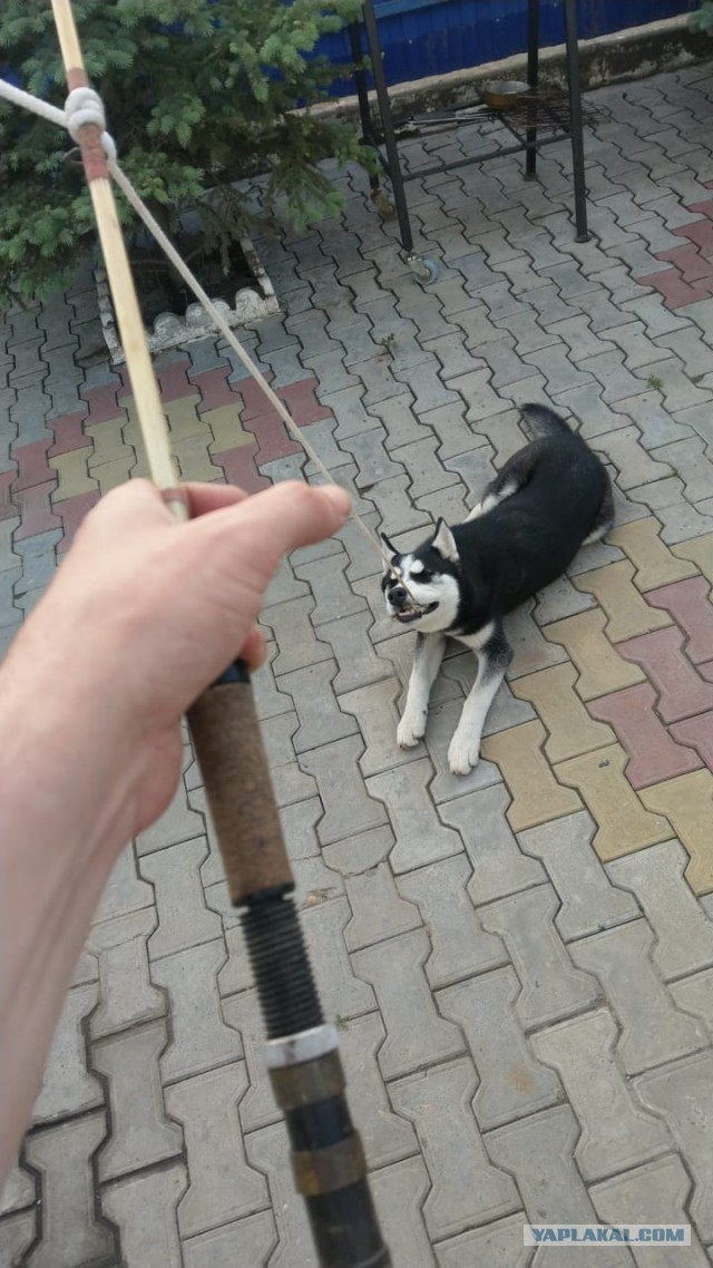 У кого какие животные? (Про мужей чур не писать)