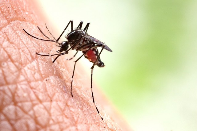 Китайские полицейские поймали вора благодаря убитому комару