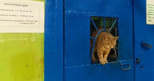 Коты ишачат на заводе