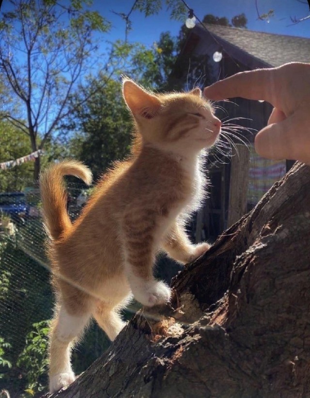 На котовторник