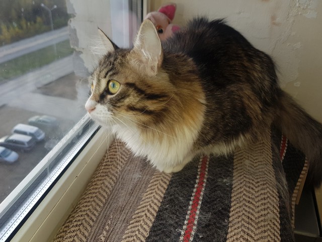 Котовторник 18.10.22