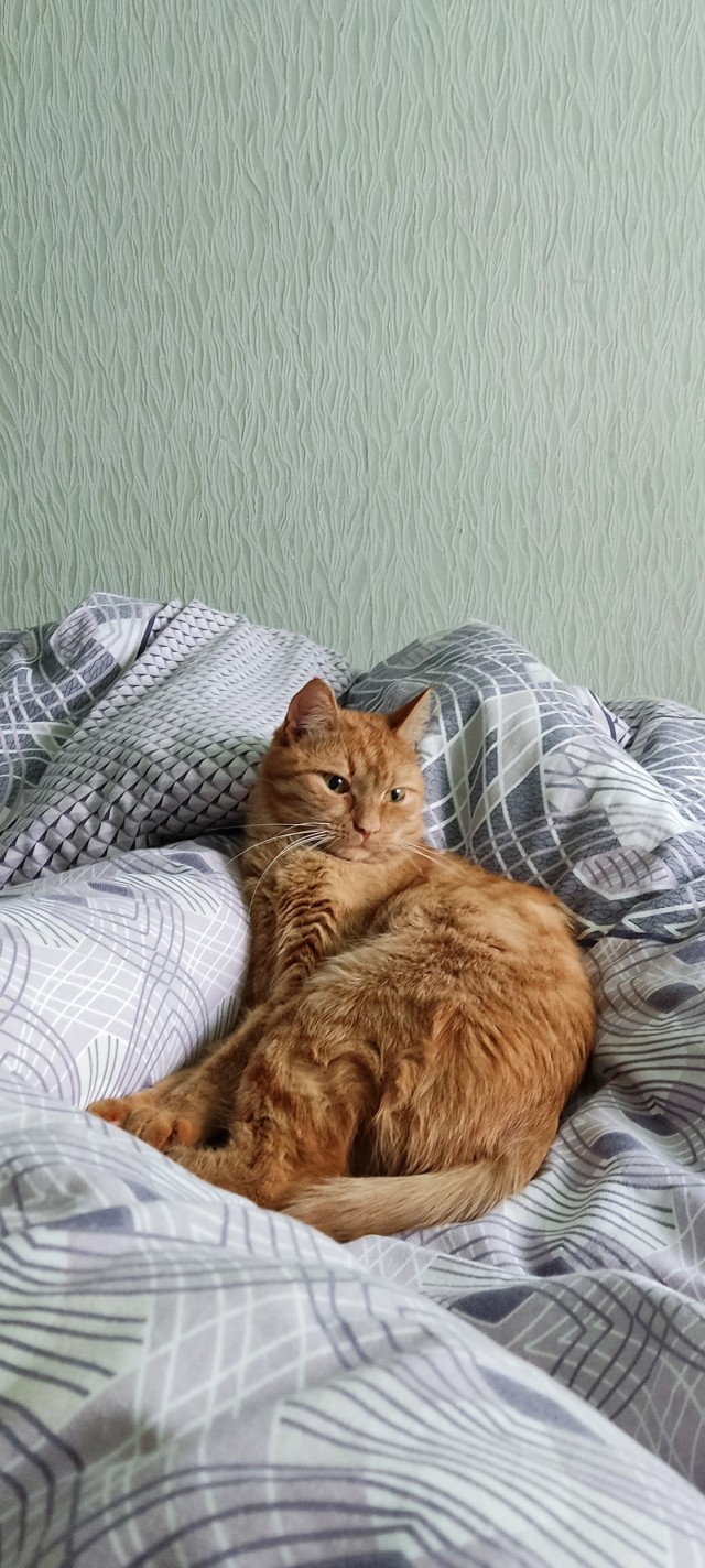 А как вы спите с котиком?