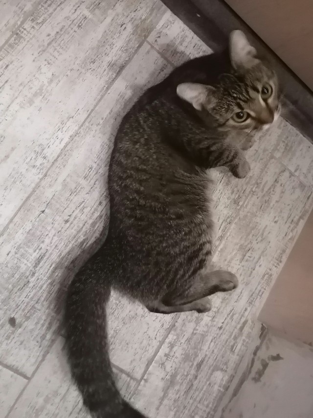 Новый член семьи