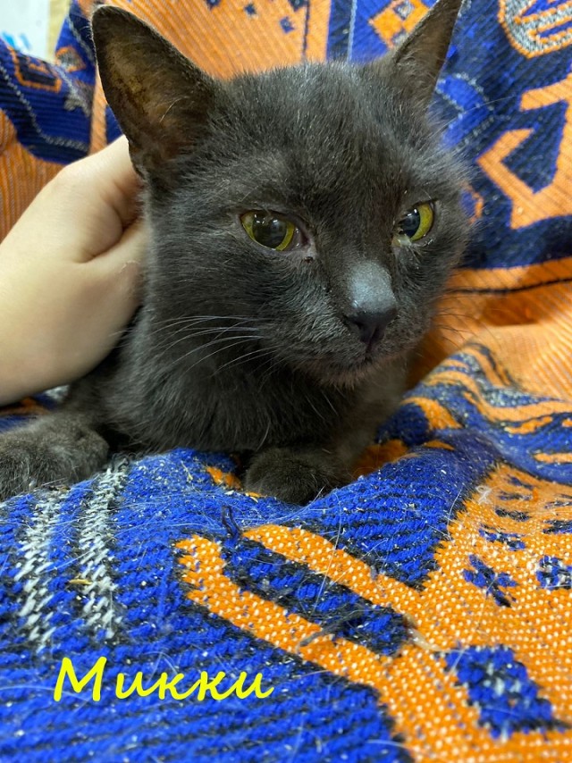 Жизнь домашнего приюта "Котоленд" 363